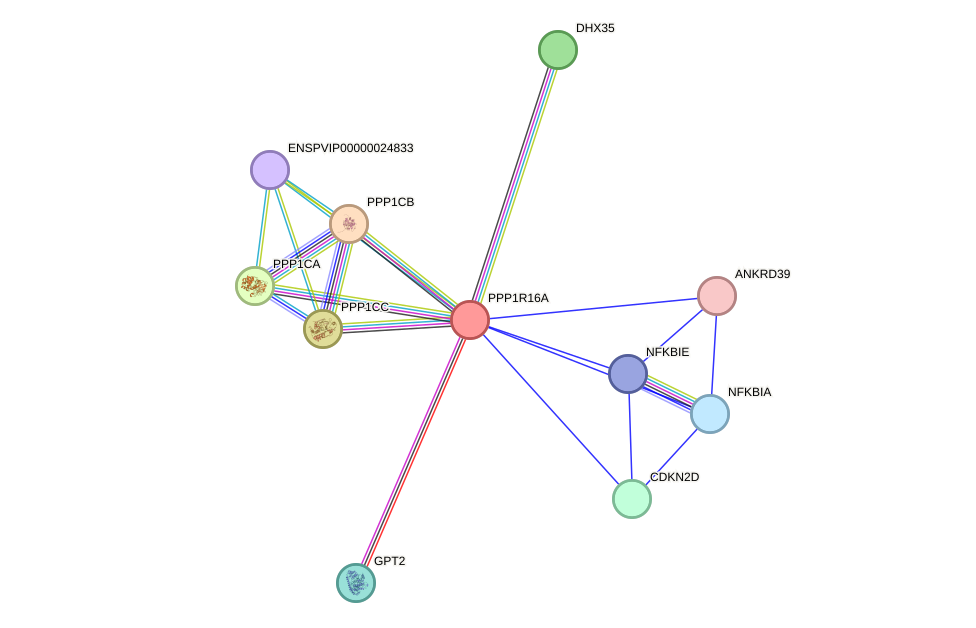 STRING protein interaction network