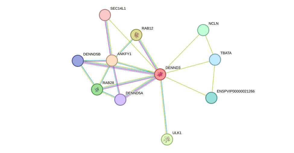 STRING protein interaction network