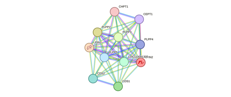 STRING protein interaction network