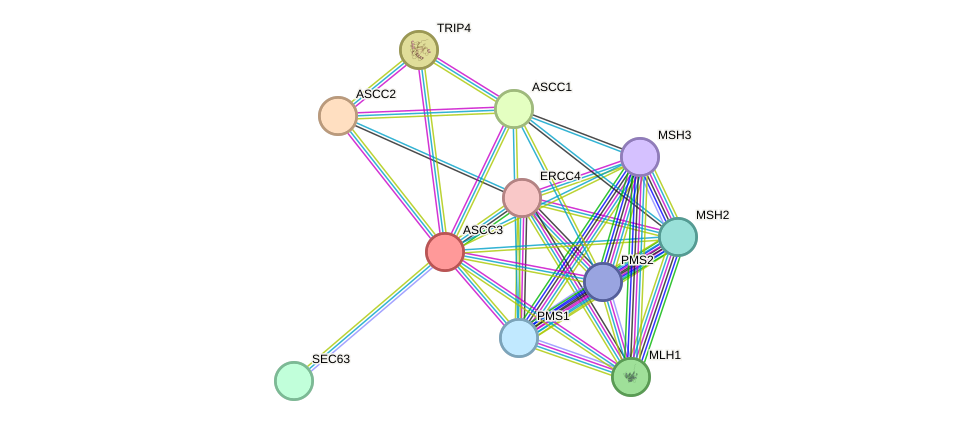 STRING protein interaction network