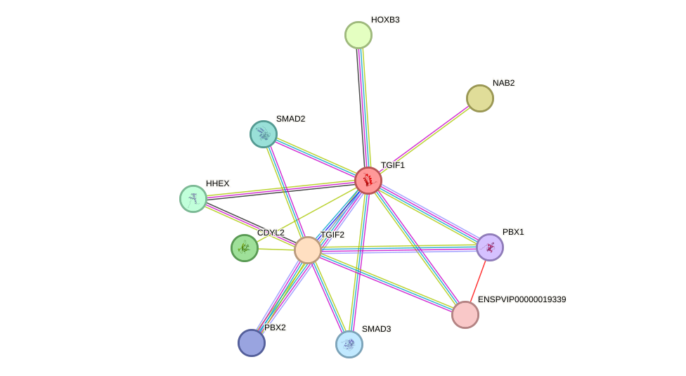 STRING protein interaction network
