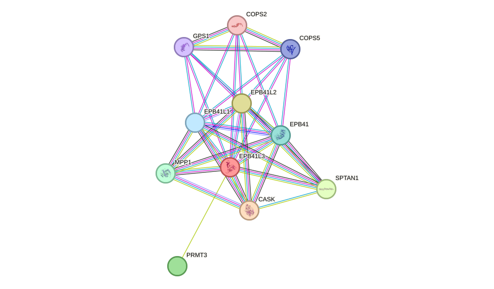 STRING protein interaction network