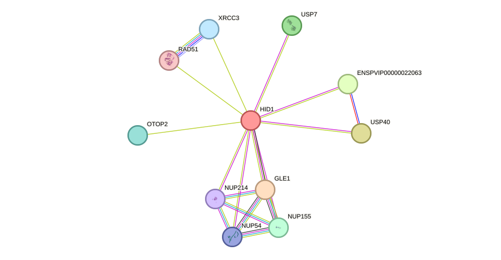 STRING protein interaction network