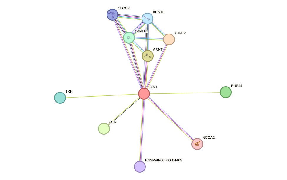 STRING protein interaction network