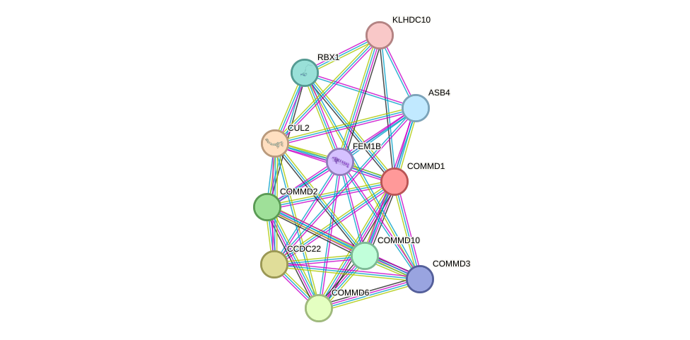 STRING protein interaction network
