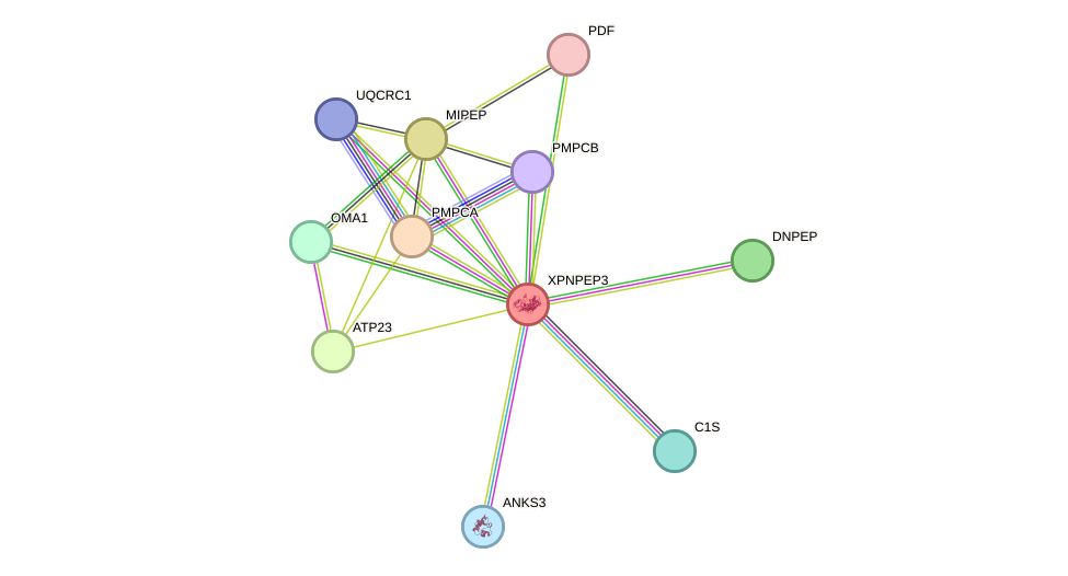 STRING protein interaction network