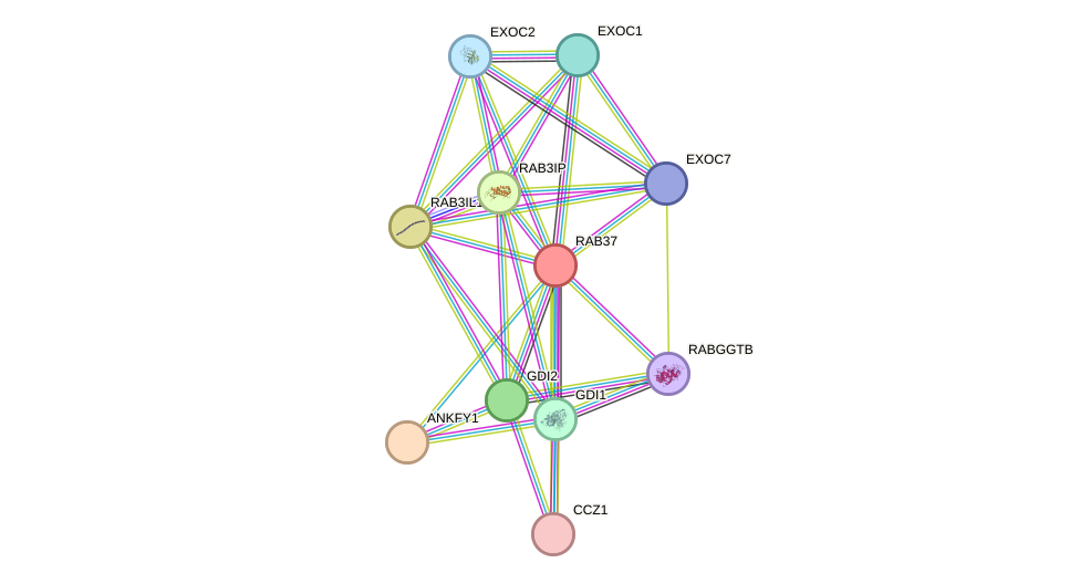 STRING protein interaction network