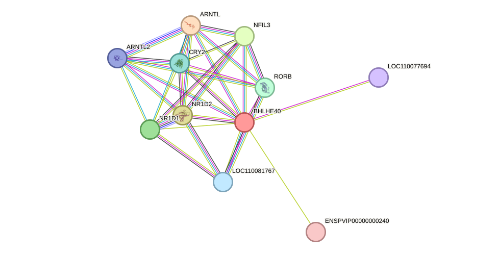 STRING protein interaction network