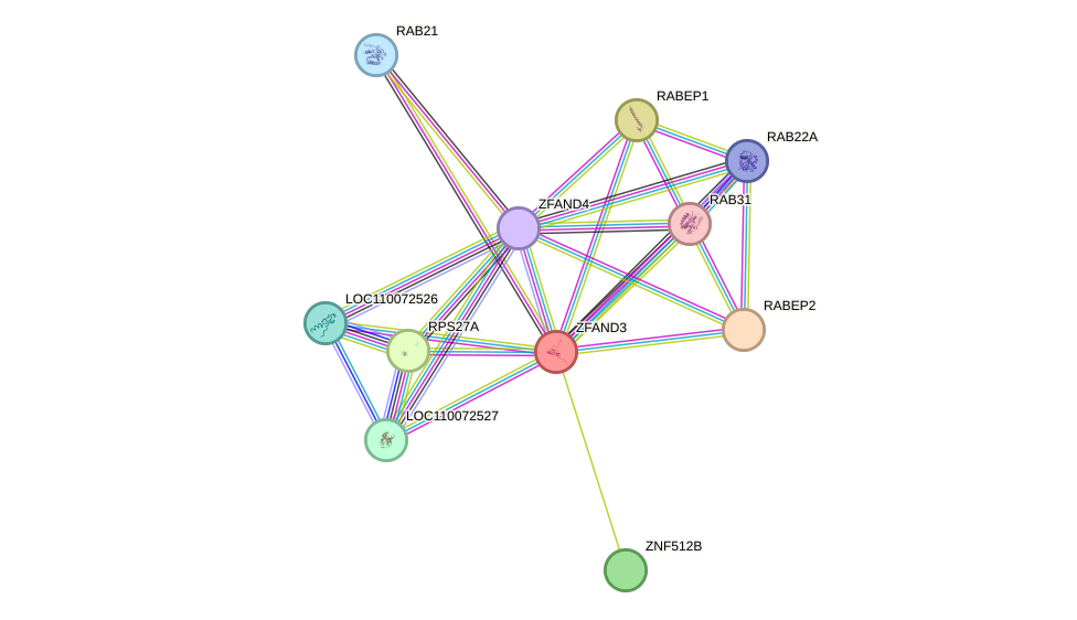 STRING protein interaction network