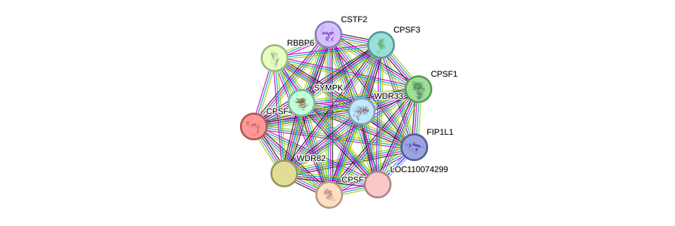 STRING protein interaction network