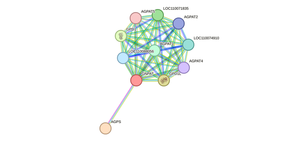 STRING protein interaction network