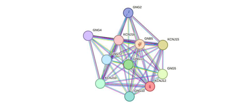 STRING protein interaction network