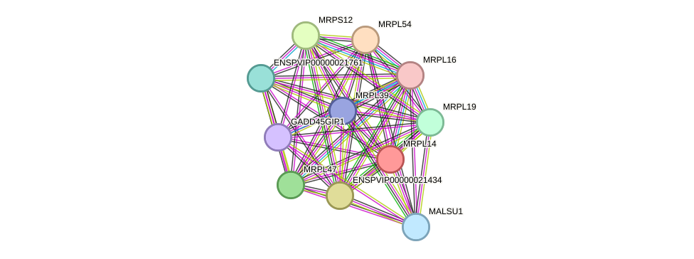 STRING protein interaction network