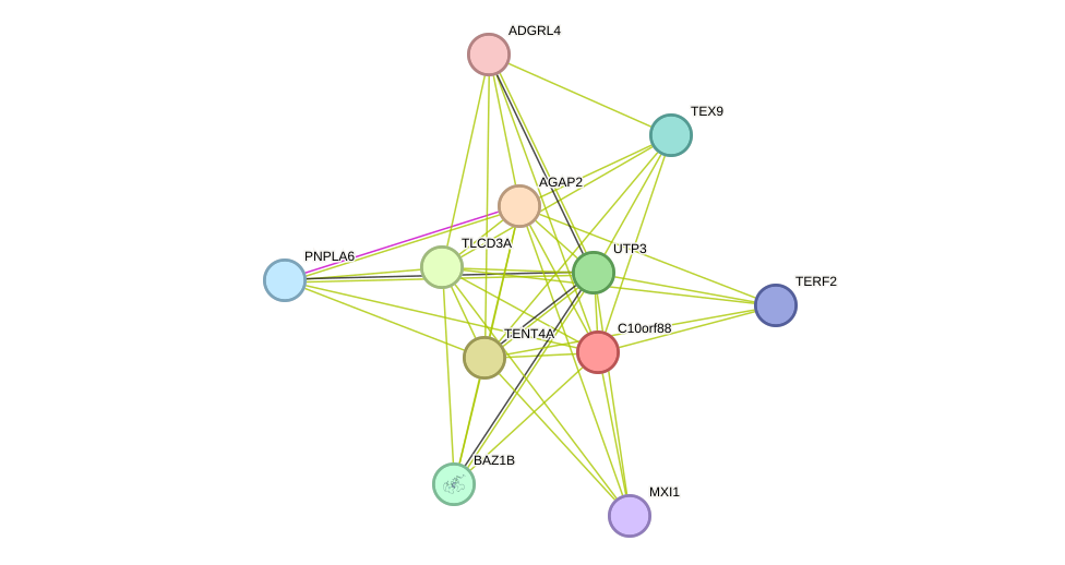 STRING protein interaction network