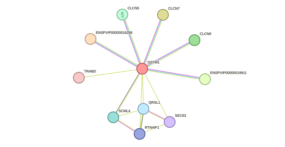 STRING protein interaction network