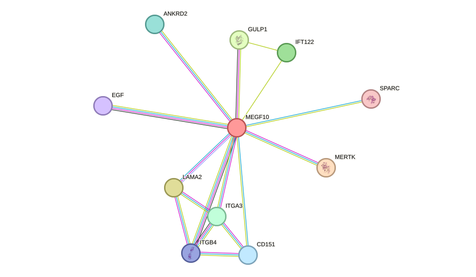 STRING protein interaction network