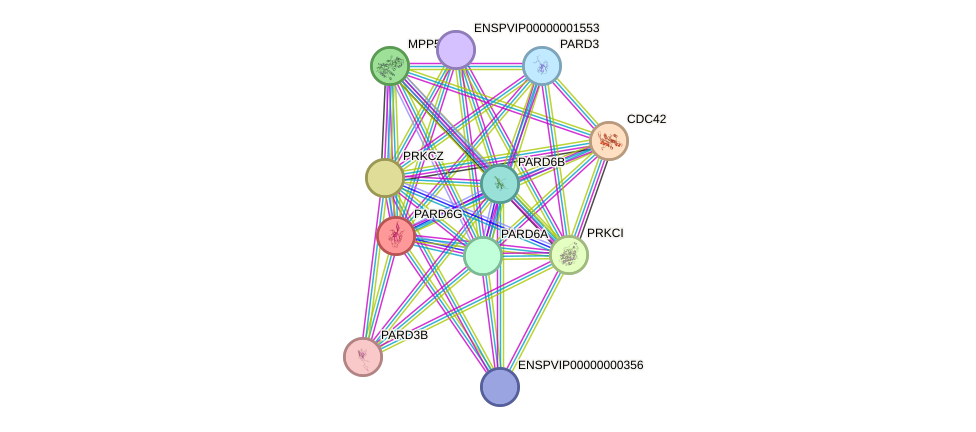 STRING protein interaction network