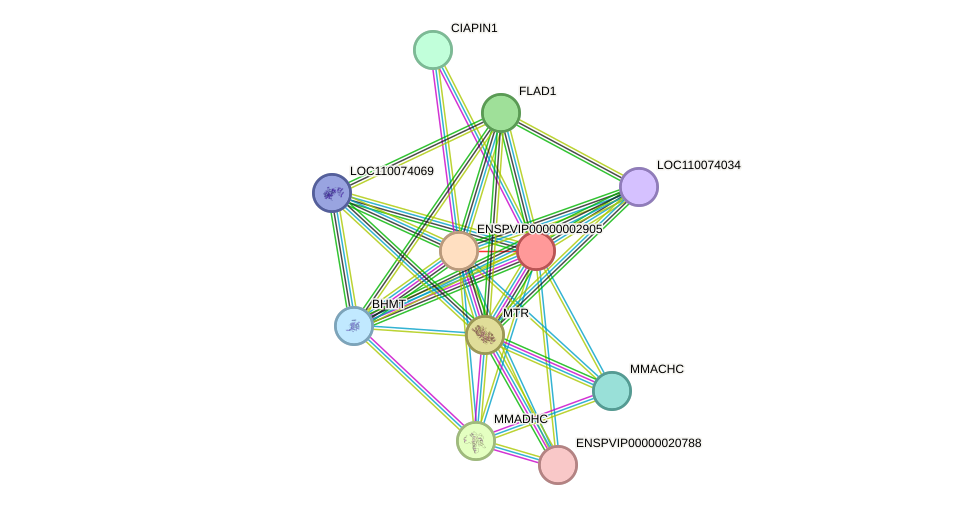 STRING protein interaction network