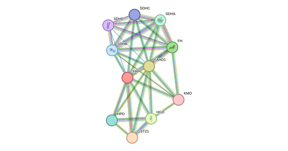 STRING protein interaction network