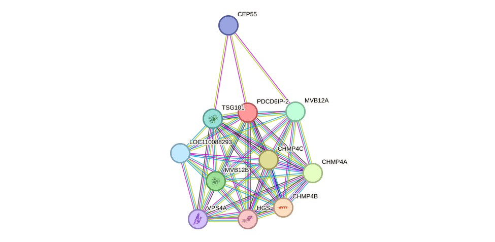 STRING protein interaction network