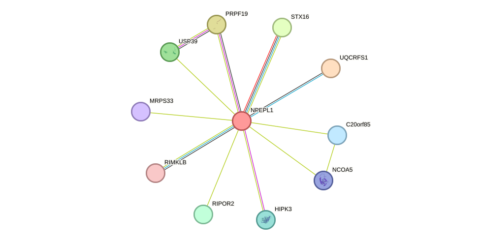 STRING protein interaction network