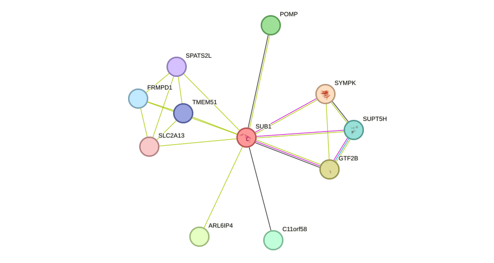 STRING protein interaction network