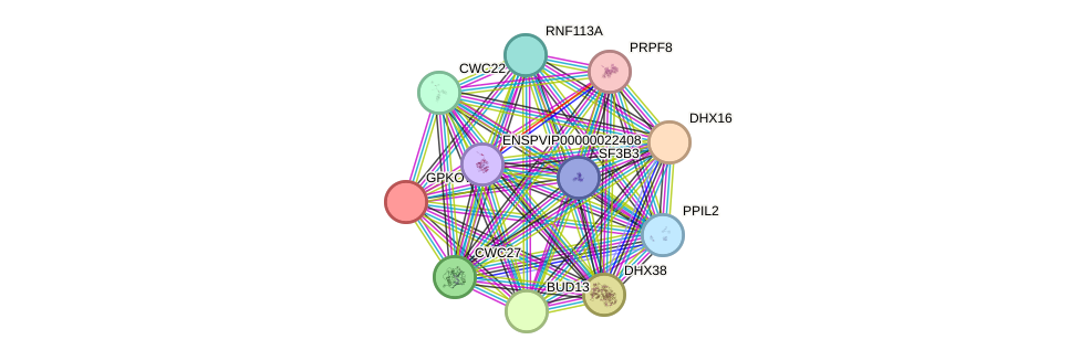 STRING protein interaction network
