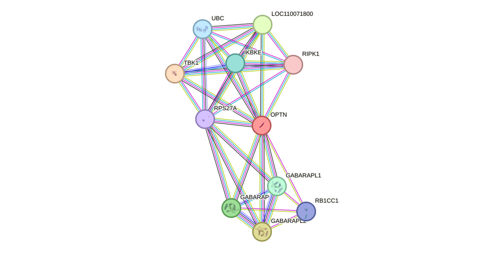 STRING protein interaction network