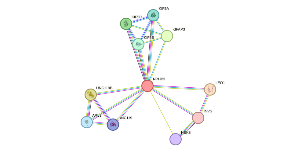 STRING protein interaction network