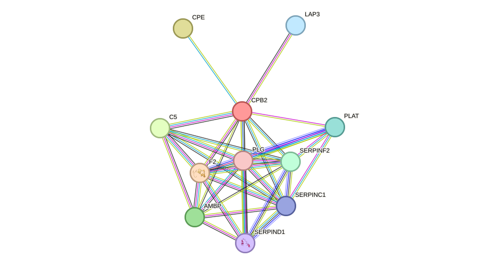 STRING protein interaction network
