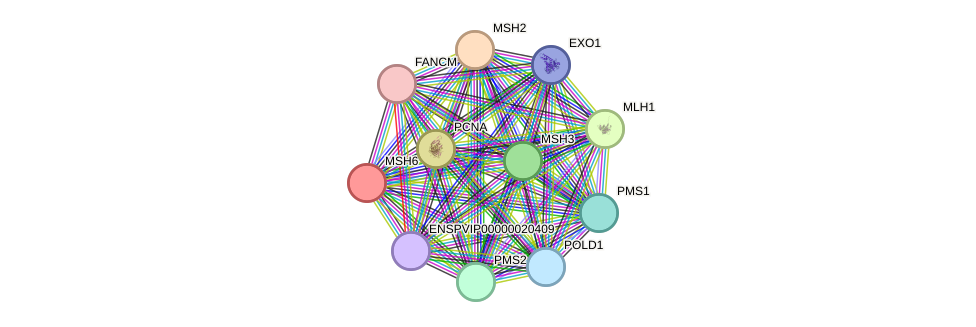 STRING protein interaction network