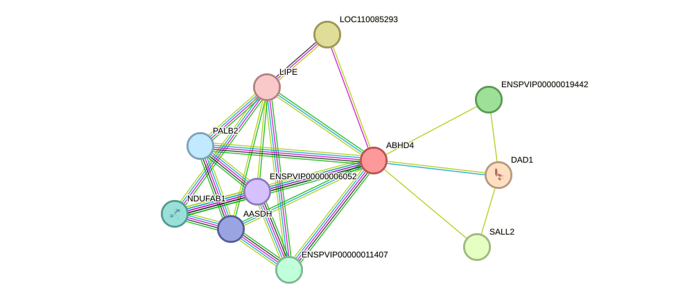 STRING protein interaction network