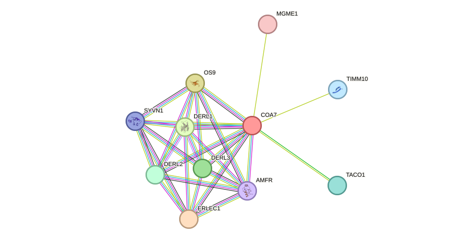 STRING protein interaction network