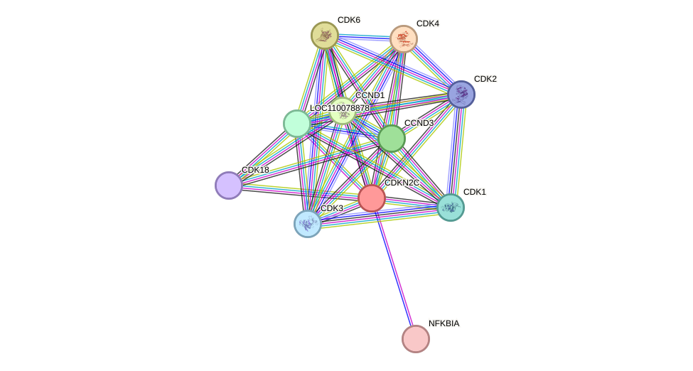 STRING protein interaction network