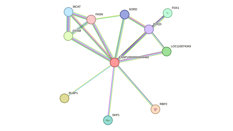 STRING protein interaction network