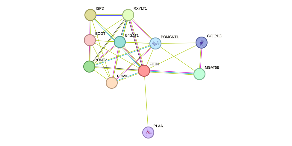 STRING protein interaction network
