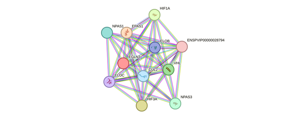 STRING protein interaction network