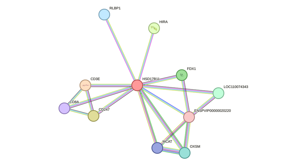 STRING protein interaction network