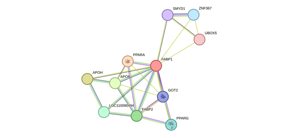 STRING protein interaction network