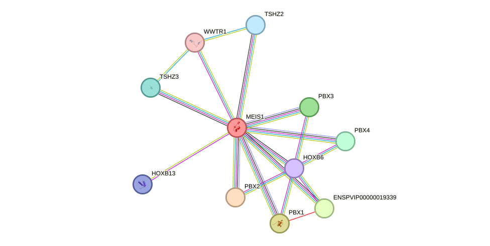 STRING protein interaction network