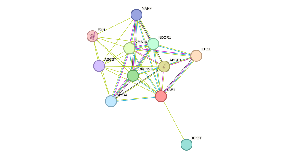 STRING protein interaction network