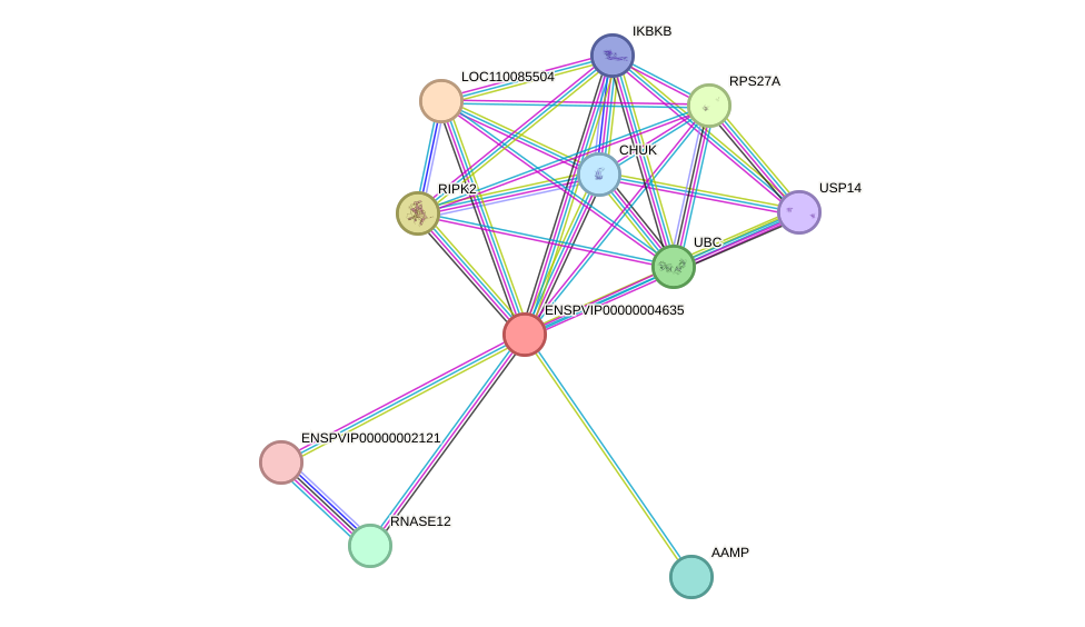 STRING protein interaction network