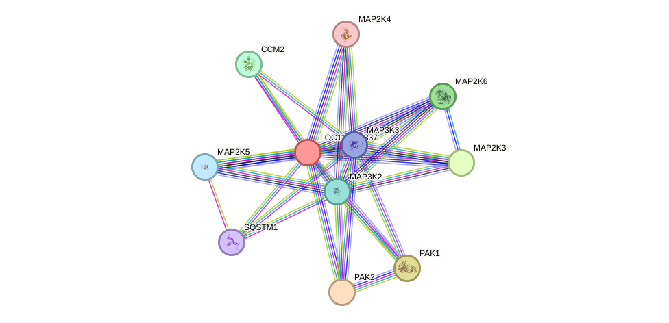 STRING protein interaction network