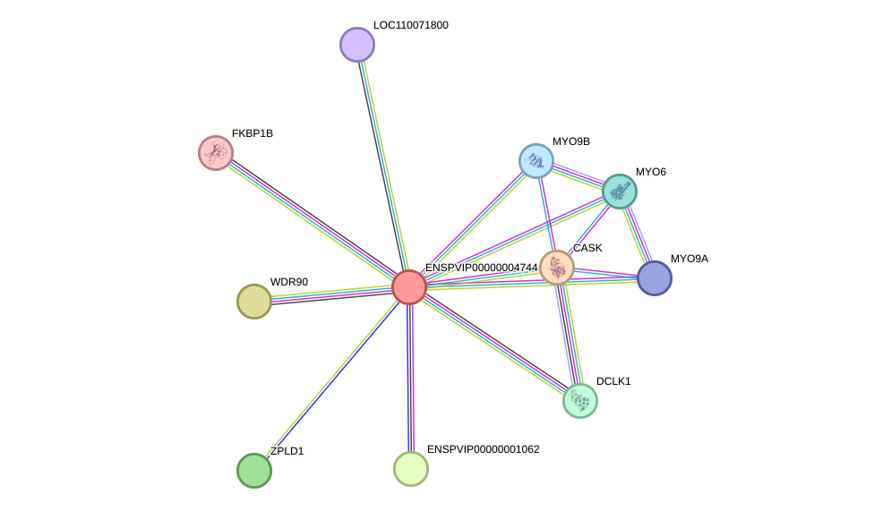 STRING protein interaction network