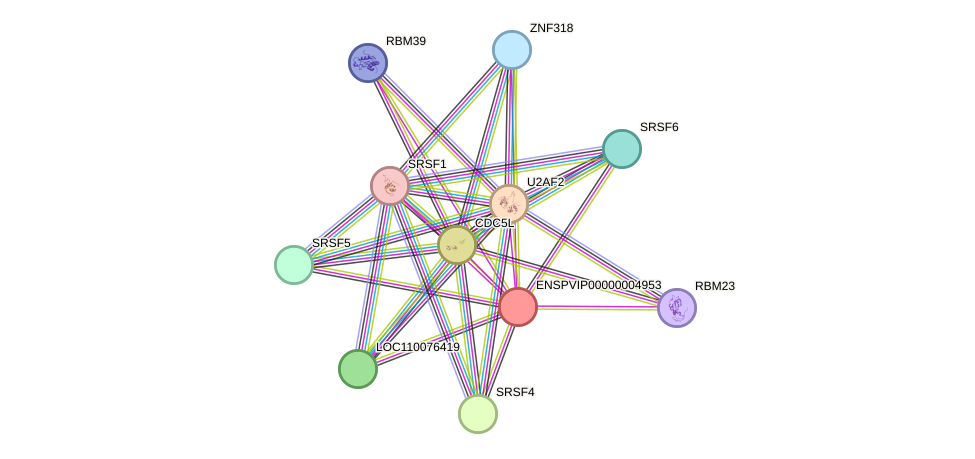 STRING protein interaction network