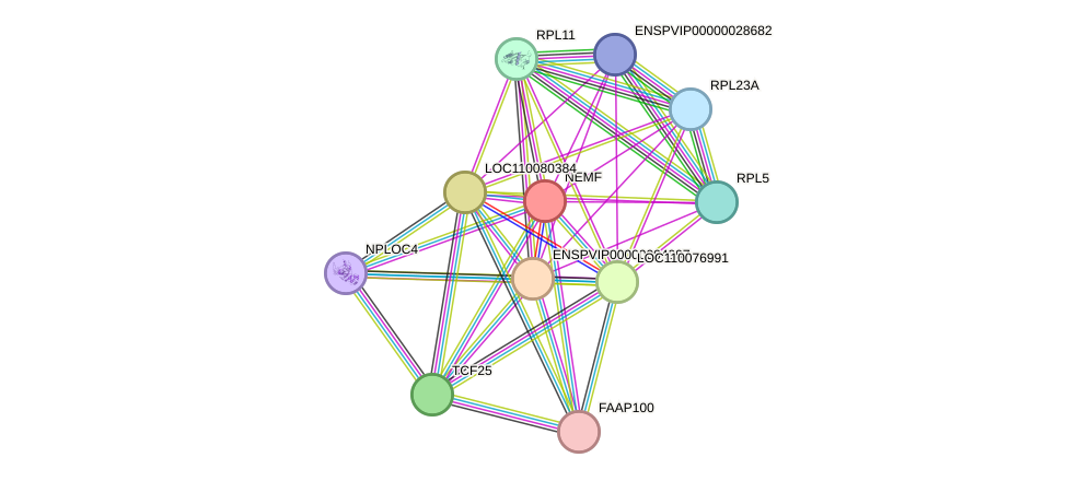 STRING protein interaction network
