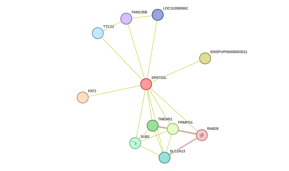 STRING protein interaction network
