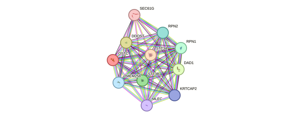 STRING protein interaction network
