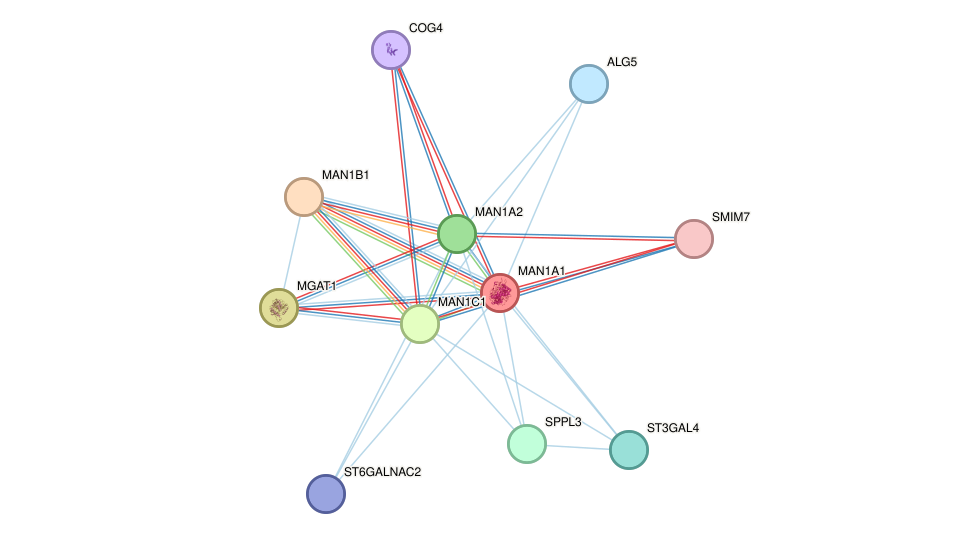 STRING protein interaction network