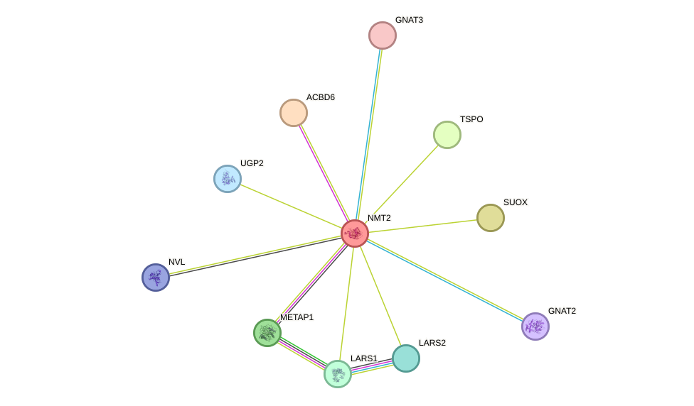 STRING protein interaction network